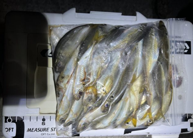 昨夜の好青年と彼女？と親父で楽しいアジング…