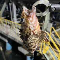 岸壁についてる船から落とし込み釣り