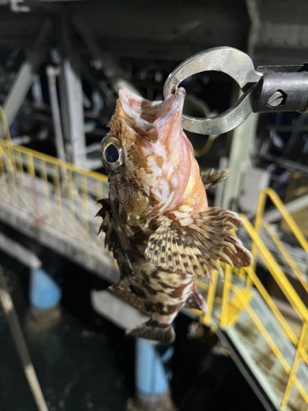 岸壁についてる船から落とし込み釣り