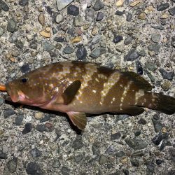 ロックフィッシュ