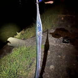 スズキ狙いなのに、ダツ