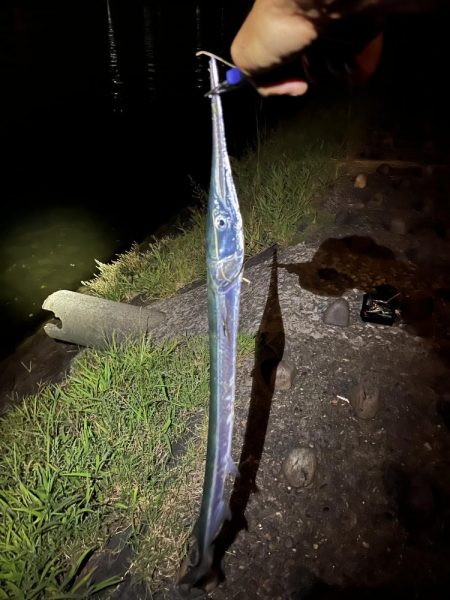 スズキ狙いなのに、ダツ