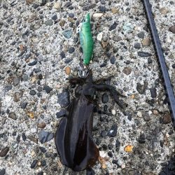 エギング高活性