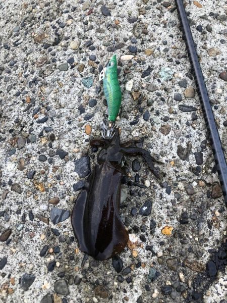 エギング高活性