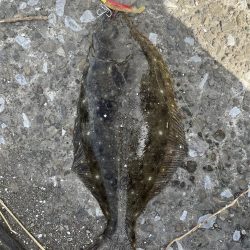 ルアーでヒラメ