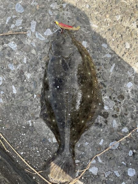 ルアーでヒラメ