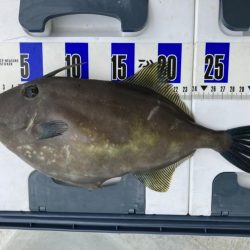 三邦丸さん早朝便