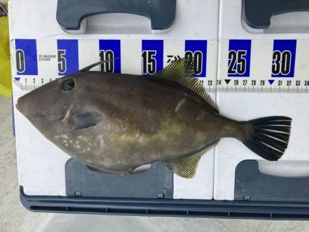 三邦丸さん早朝便