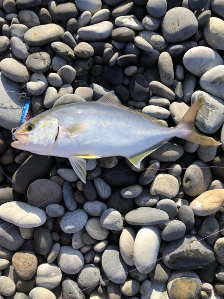 昨日に引き続き