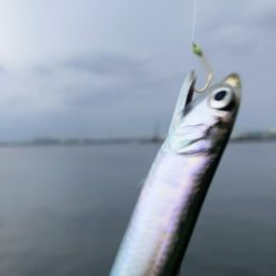 ジグサビキング