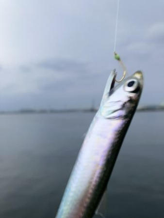 ジグサビキング