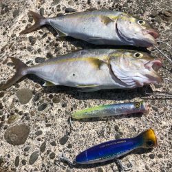 ポッパーとジグでシオ