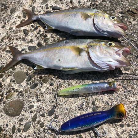 ポッパーとジグでシオ