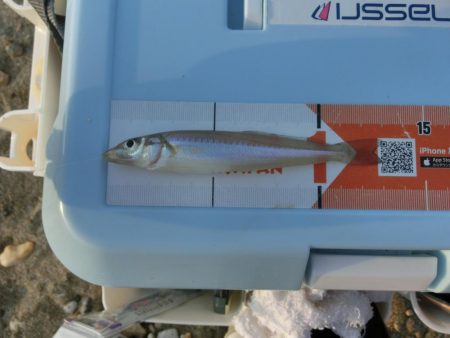 炎天下の中でキス釣り