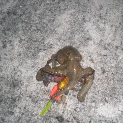 久しぶりのタコ！