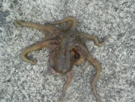 20日ぶりのタコ!