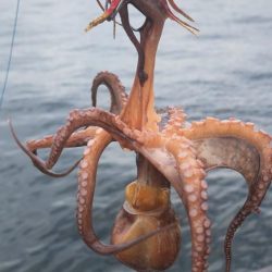 そろそろタコは終盤?