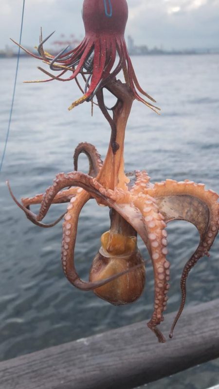 そろそろタコは終盤?