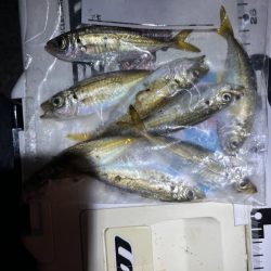 集魚灯に負けたお豆アジング
