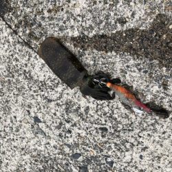 アオリイカ　新子