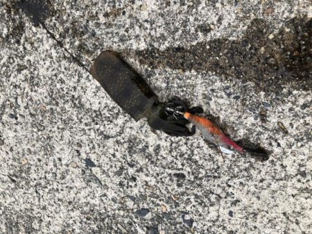 アオリイカ　新子