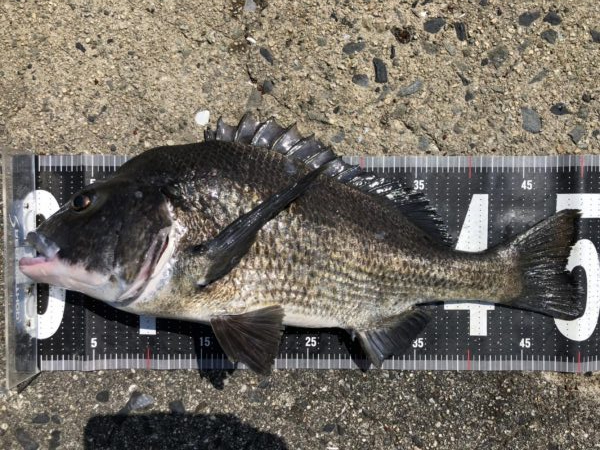 イチノ兄弟、釣果！