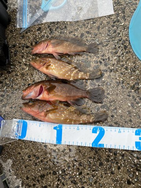 ジギング、アジング