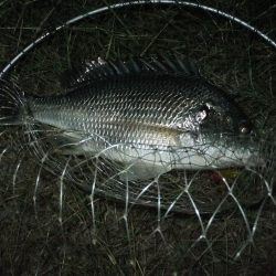 今年初チニング