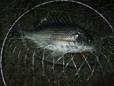 今年初チニング