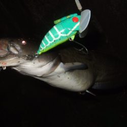 増水河川はポイントの予測が難しい