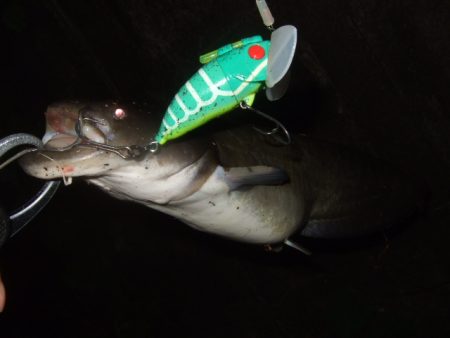 増水河川はポイントの予測が難しい