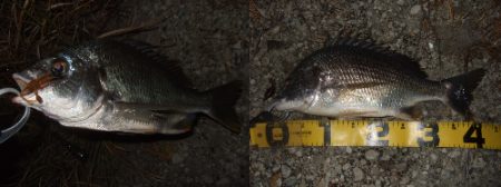 プラッギングメインでチニング