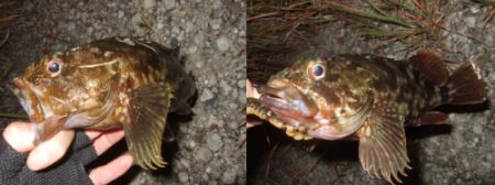 ベイトタックルでチニング