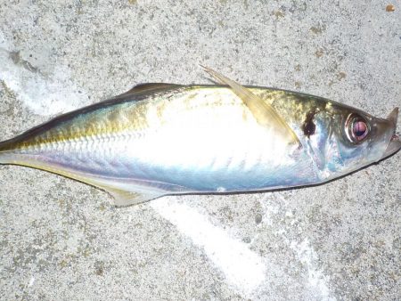 尺アジ　リベンジ