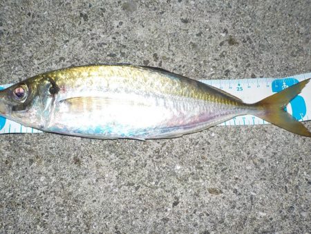 サイズはバッチリ　数はダメダメ