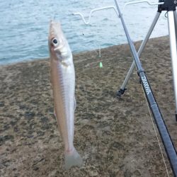 秋田のキスはデカい