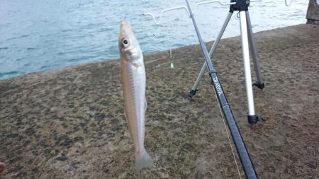 秋田のキスはデカい