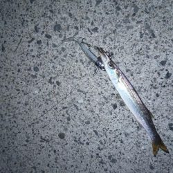 ワームでカマス