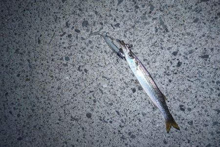 ワームでカマス