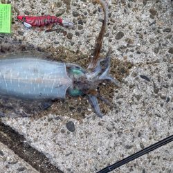 夏アオリゲット！