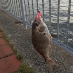 当たり主はチャリコでした～！