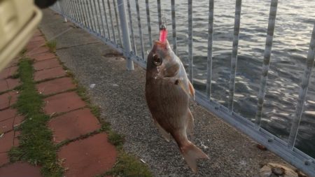 当たり主はチャリコでした～！