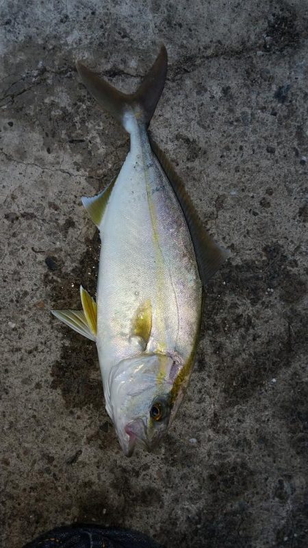 アジは不在でした。