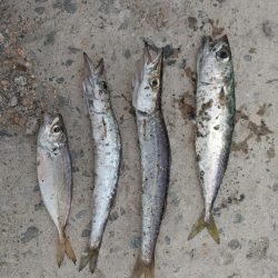 太刀魚狙いでしたが、、、