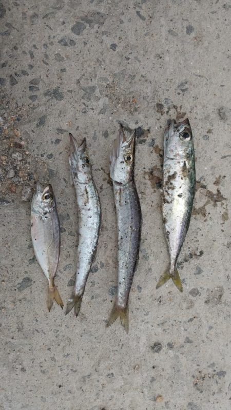 太刀魚狙いでしたが、、、