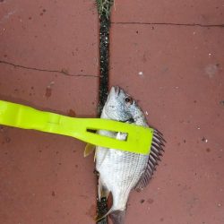 豆アジ釣れました。