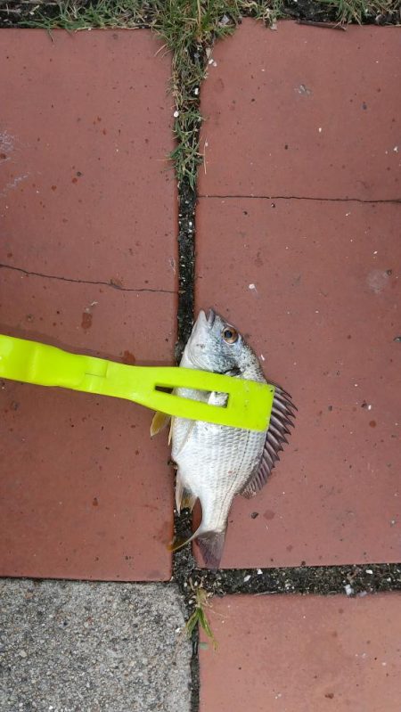 豆アジ釣れました。