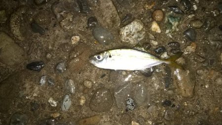 太刀魚狙いでしたが、、、