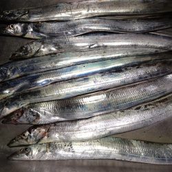 タチウオ高活性