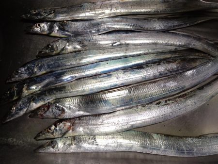 タチウオ高活性